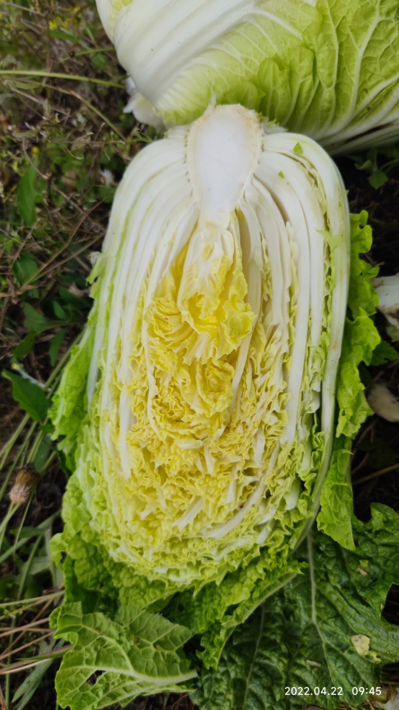 大量现货出售白菜