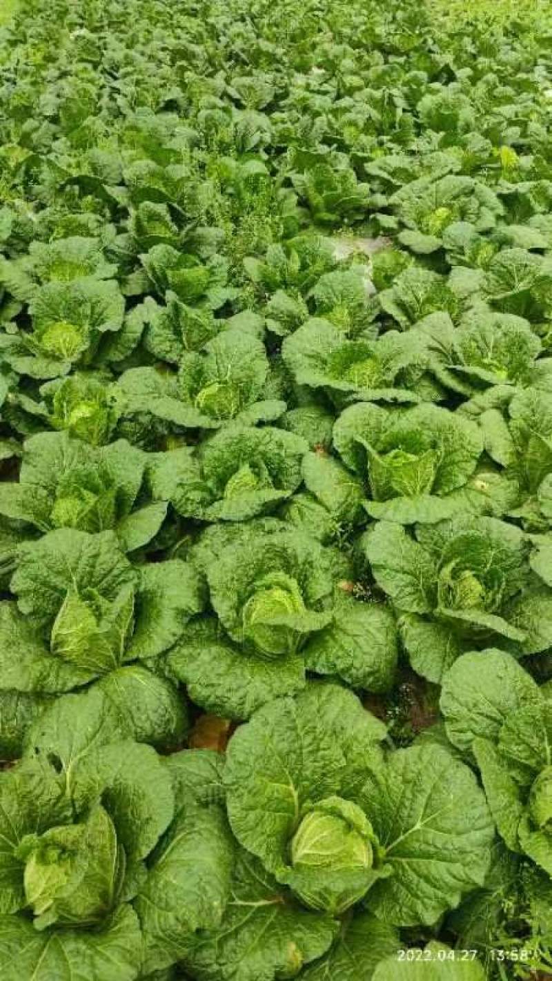 大量现货出售白菜