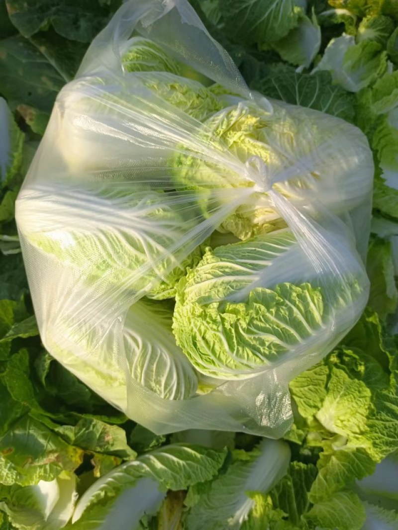 大量现货出售白菜