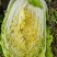 大量现货出售白菜