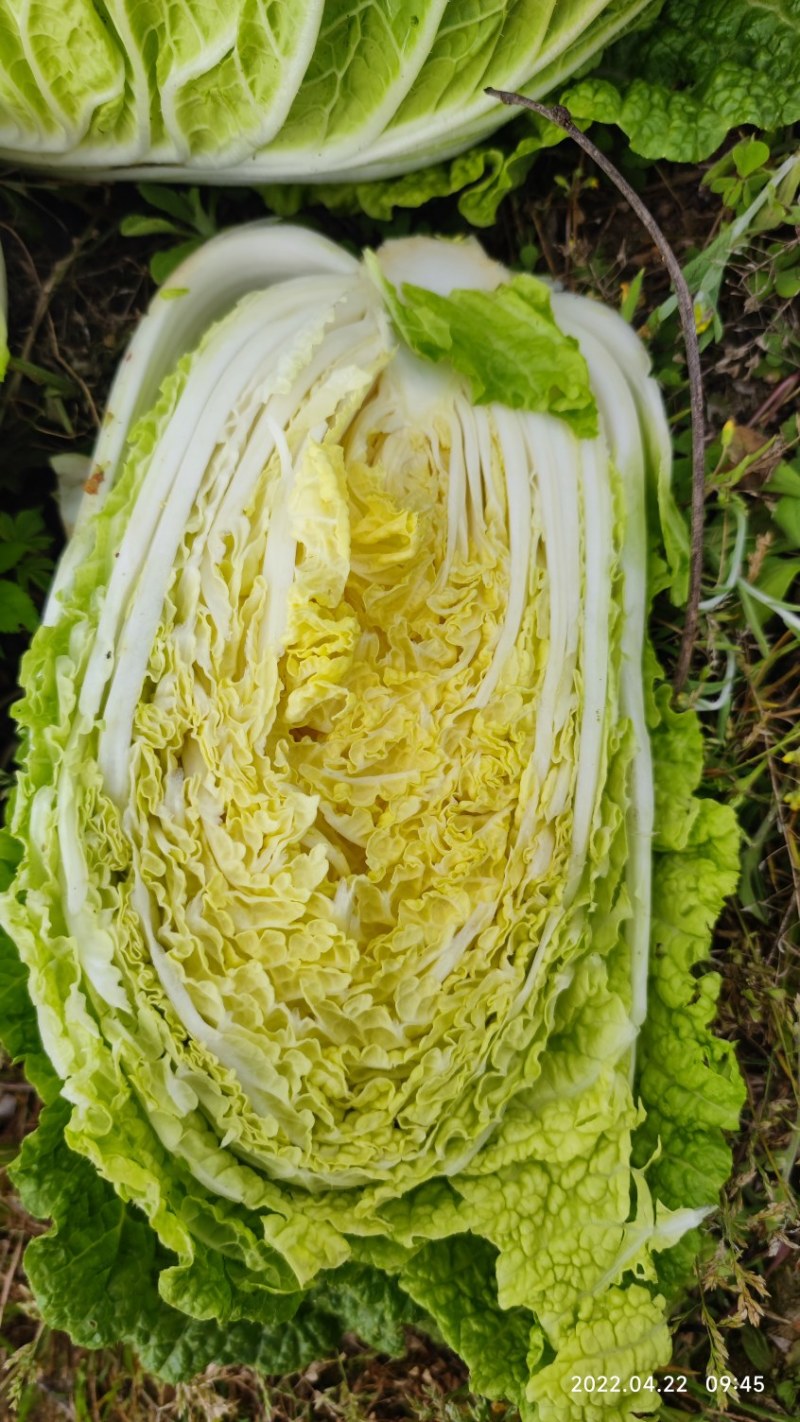 大量现货出售白菜