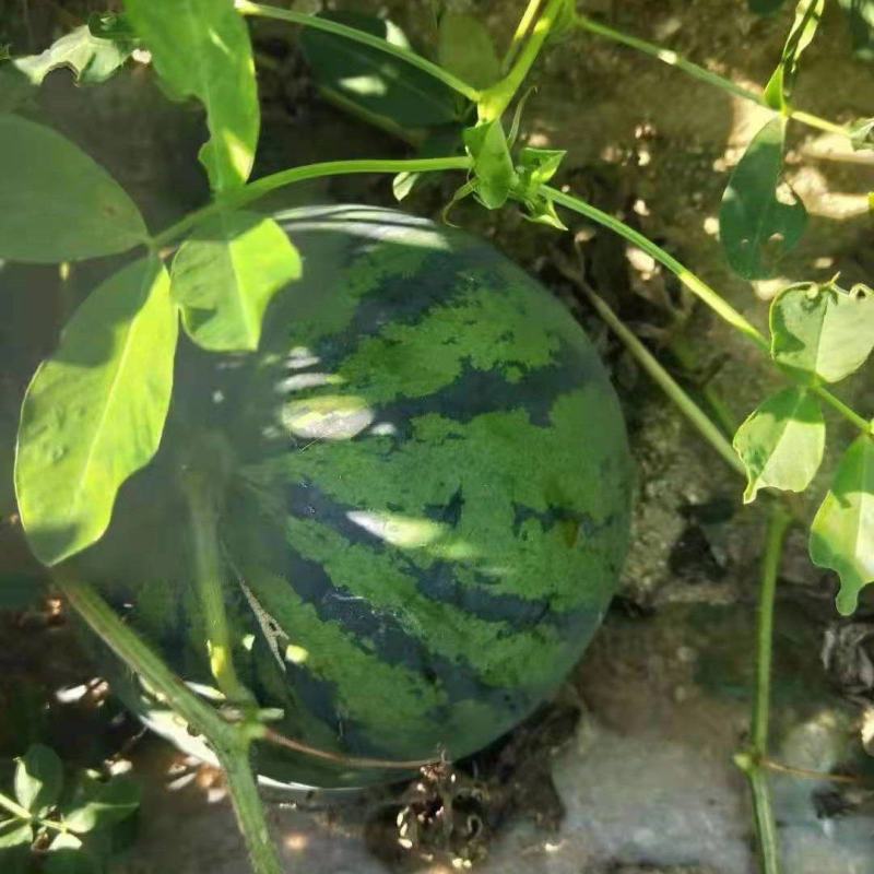 甜王西瓜产地，大量现货供应，质优价廉货发全国随到随装。