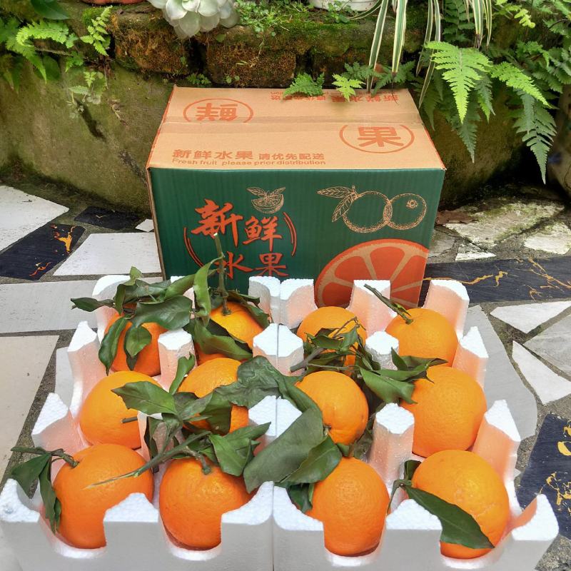青见果冻橙水份瀑足味甜产地直发一件代发包邮包售后