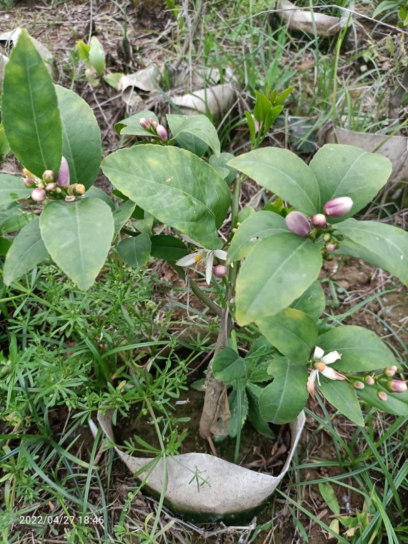 柠檬苗尤力克柠檬苗/香水柠檬树苗50~80cm北方育苗