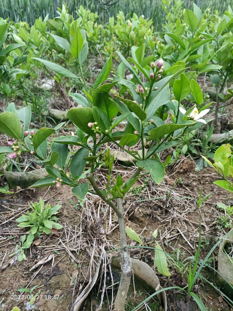 柠檬苗尤力克柠檬苗/香水柠檬树苗50~80cm北方育苗