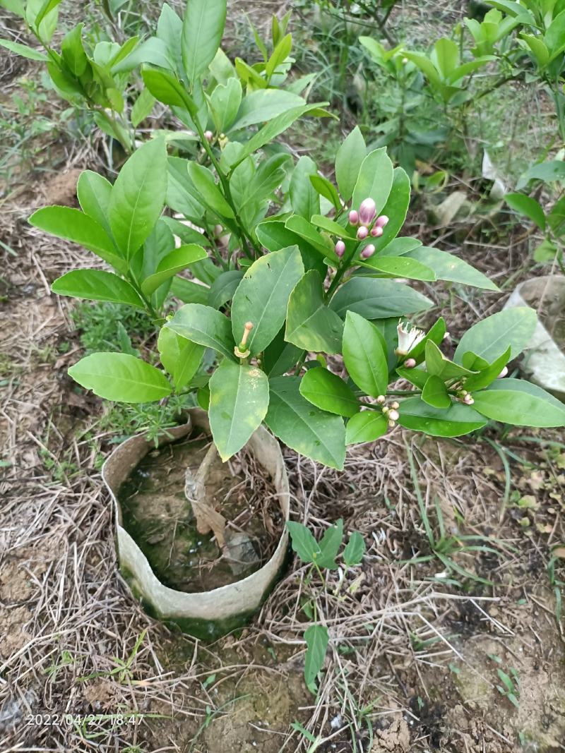 柠檬苗尤力克柠檬苗/香水柠檬树苗50~80cm北方育苗