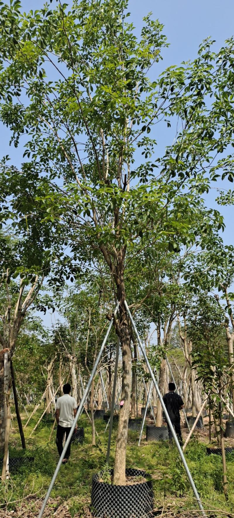 10-15公分精品移植黄花风铃木