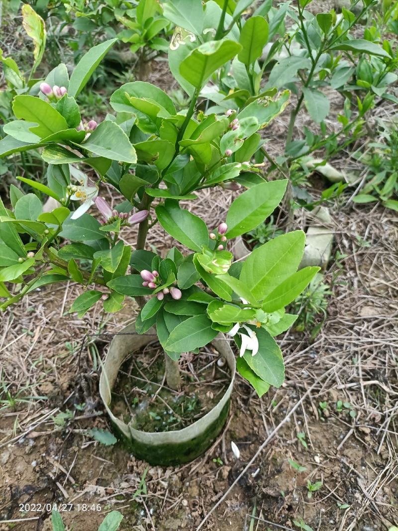 香水柠檬.优力克柠檬苗。