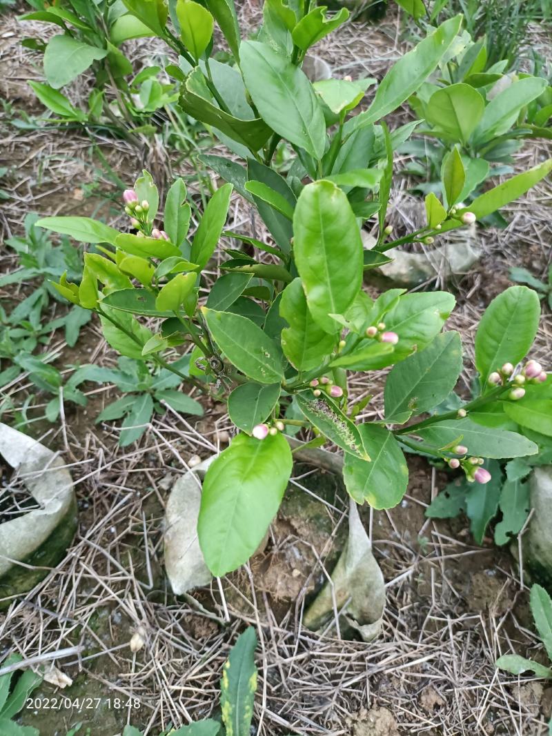 香水柠檬.优力克柠檬苗。