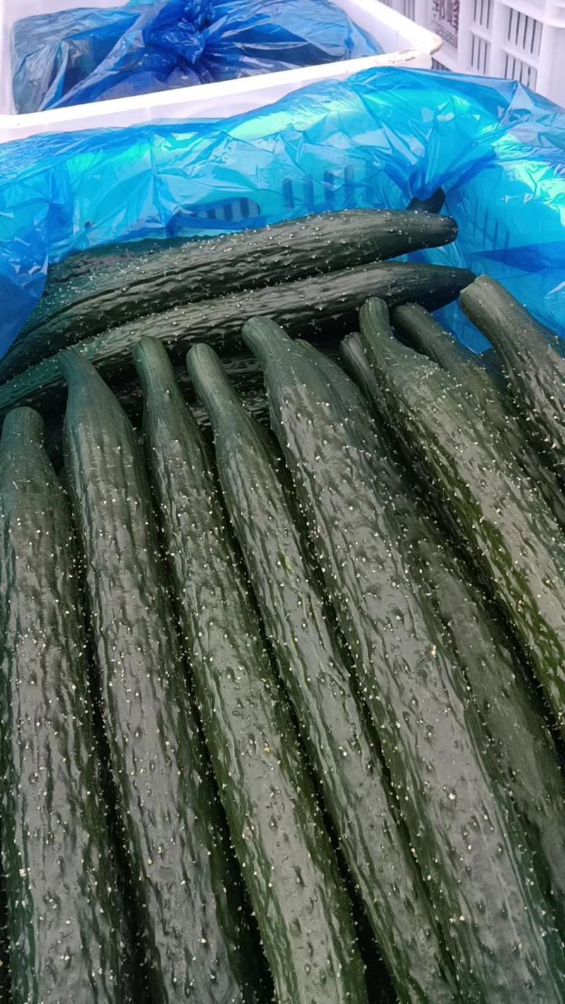 鲜密刺黄瓜，特瑞721，黑亮条，青亮条，普通瓜，产地直发