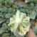 松花，实花以上产品大量上市
