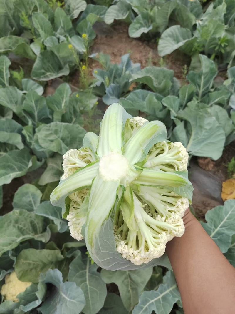 松花，实花以上产品大量上市