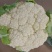 松花，实花以上产品大量上市