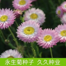 永生菊种子花草种子公园景观花海花种子阳台庭院花卉种子花籽