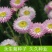 永生菊种子花草种子公园景观花海花种子阳台庭院花卉种子花籽