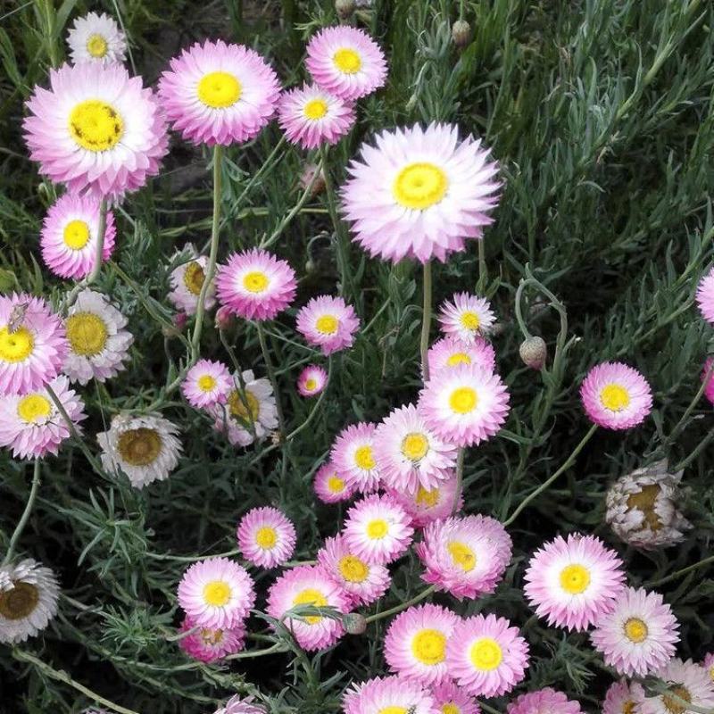 永生菊种子花草种子公园景观花海花种子阳台庭院花卉种子花籽
