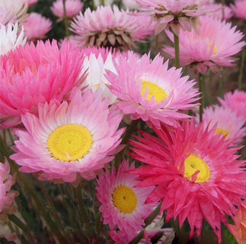 永生菊种子花草种子公园景观花海花种子阳台庭院花卉种子花籽