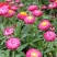 永生菊种子花草种子公园景观花海花种子阳台庭院花卉种子花籽
