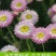 永生菊种子花草种子公园景观花海花种子阳台庭院花卉种子花籽
