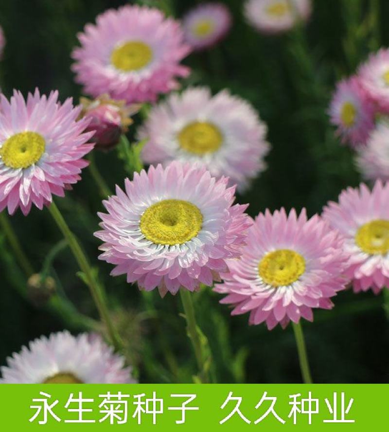 永生菊种子花草种子公园景观花海花种子阳台庭院花卉种子花籽