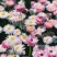 永生菊种子花草种子公园景观花海花种子阳台庭院花卉种子花籽