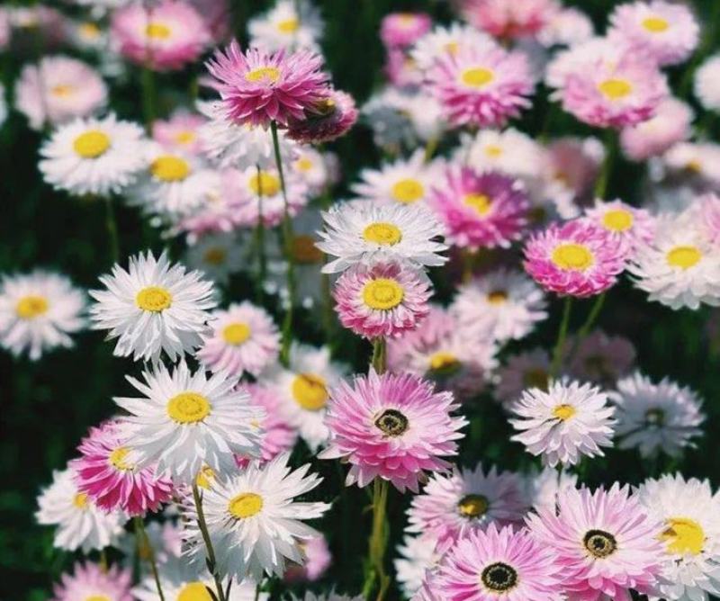 永生菊种子花草种子公园景观花海花种子阳台庭院花卉种子花籽