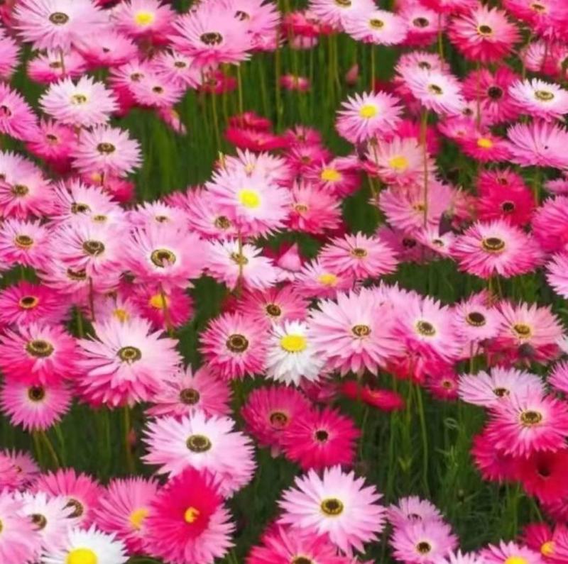 永生菊种子花草种子公园景观花海花种子阳台庭院花卉种子花籽