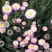 永生菊种子花草种子公园景观花海花种子阳台庭院花卉种子花籽