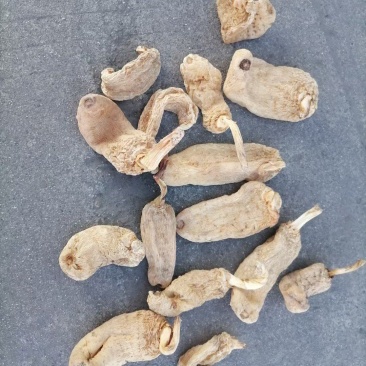 野生天麻
