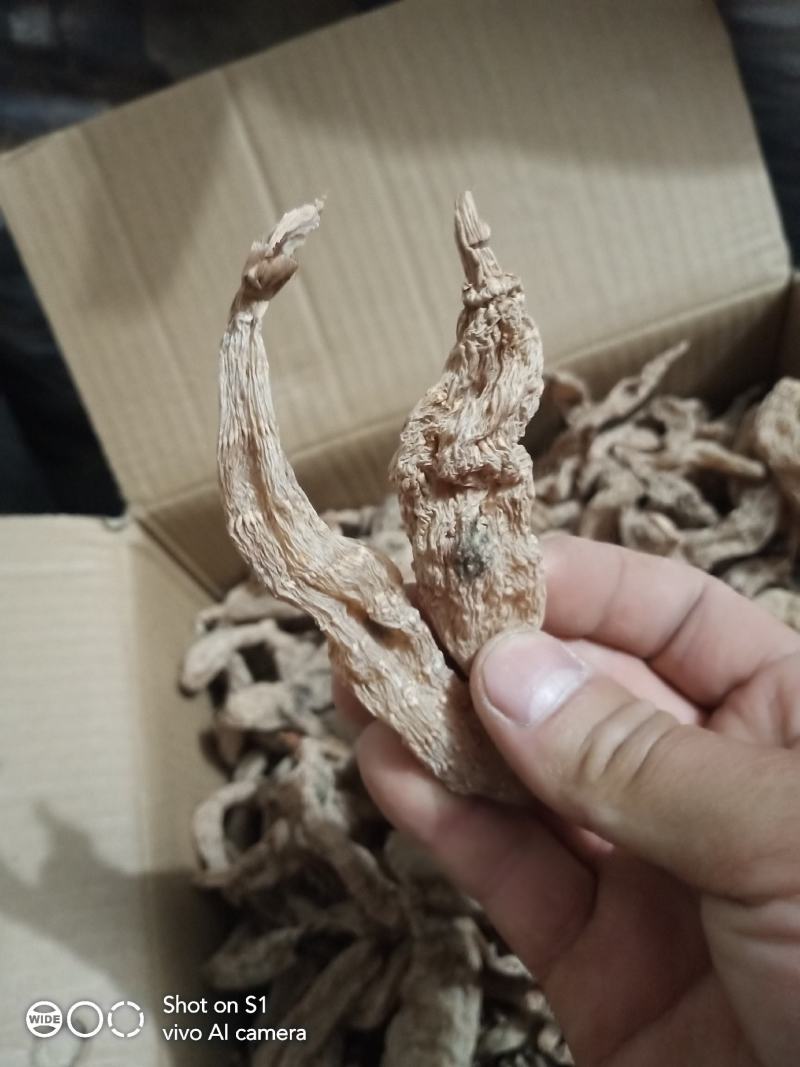 野生天麻