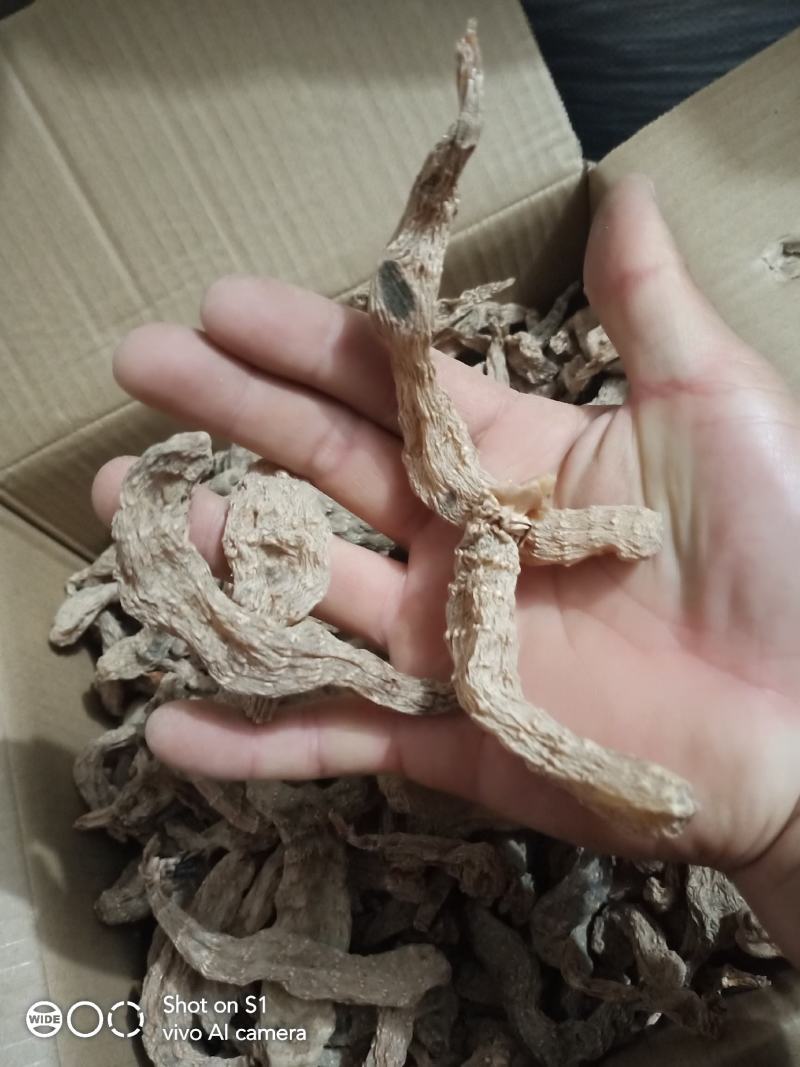 野生天麻