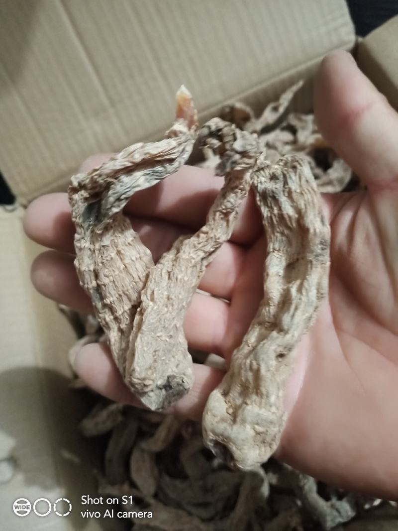 野生天麻