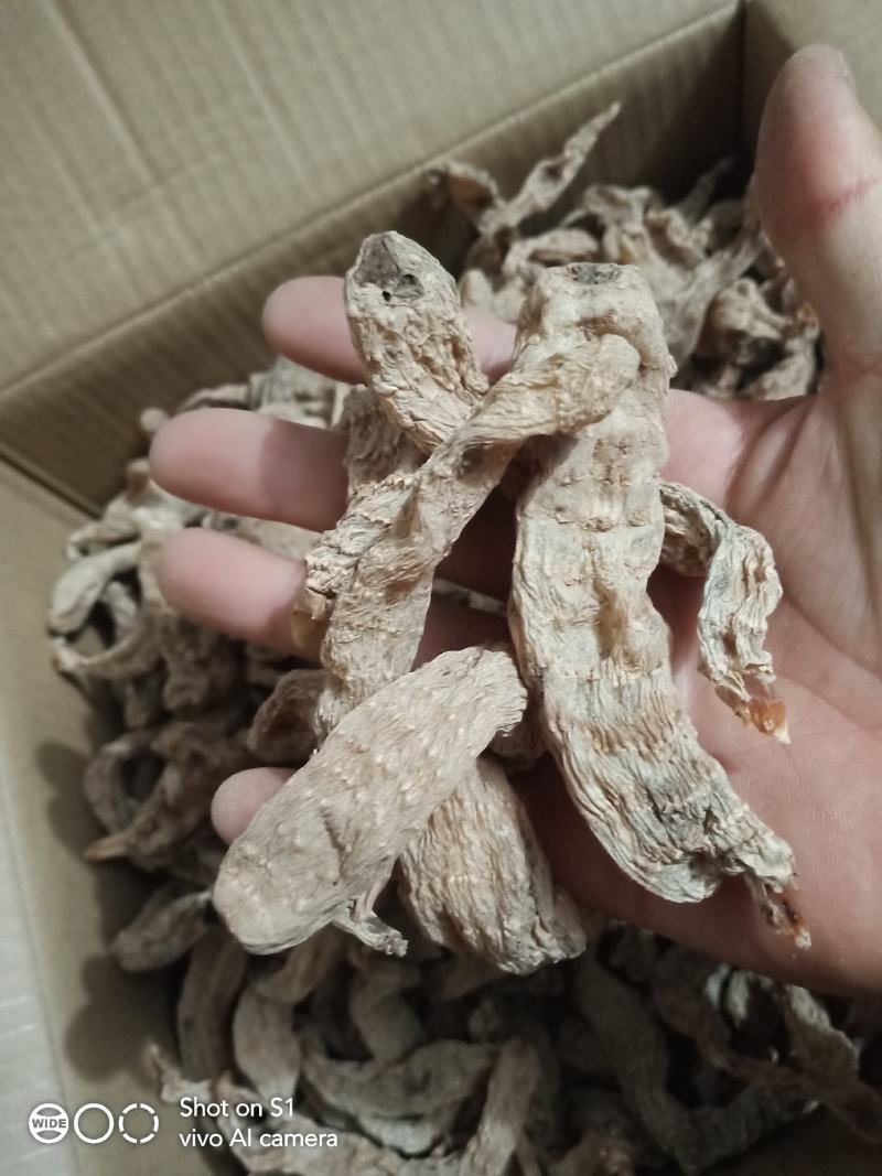 野生天麻
