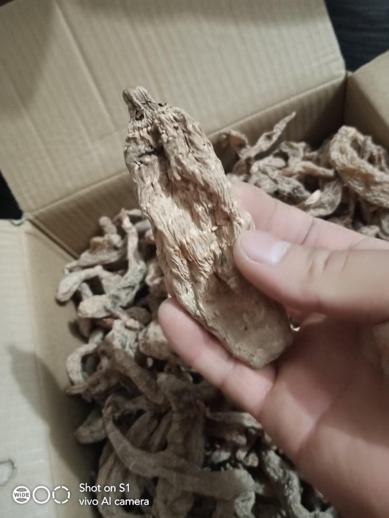 野生天麻