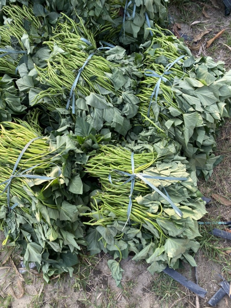 大量008苗，二代小花叶大田苗出售