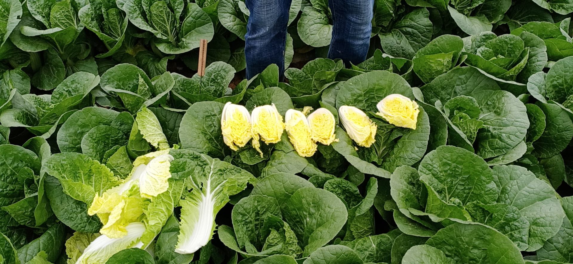 娃娃菜采收阶段