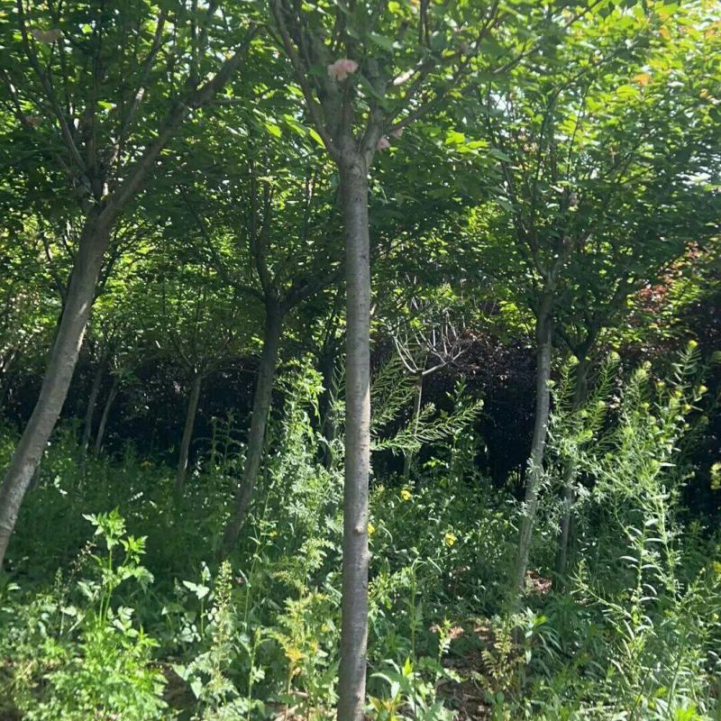 樱花