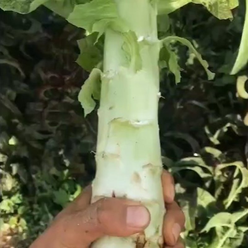 红笋上市，需要的联系