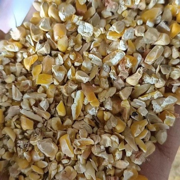 精品碎玉米