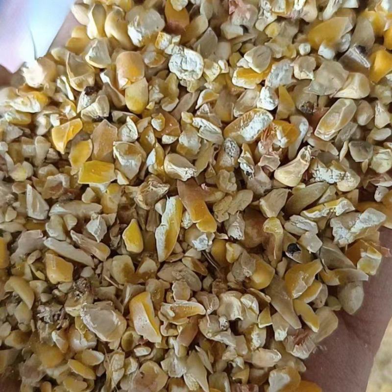 精品碎玉米
