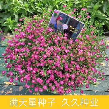 满天星种子易爆盆室内外盆栽开花不断花卉种子垂吊阳台易种