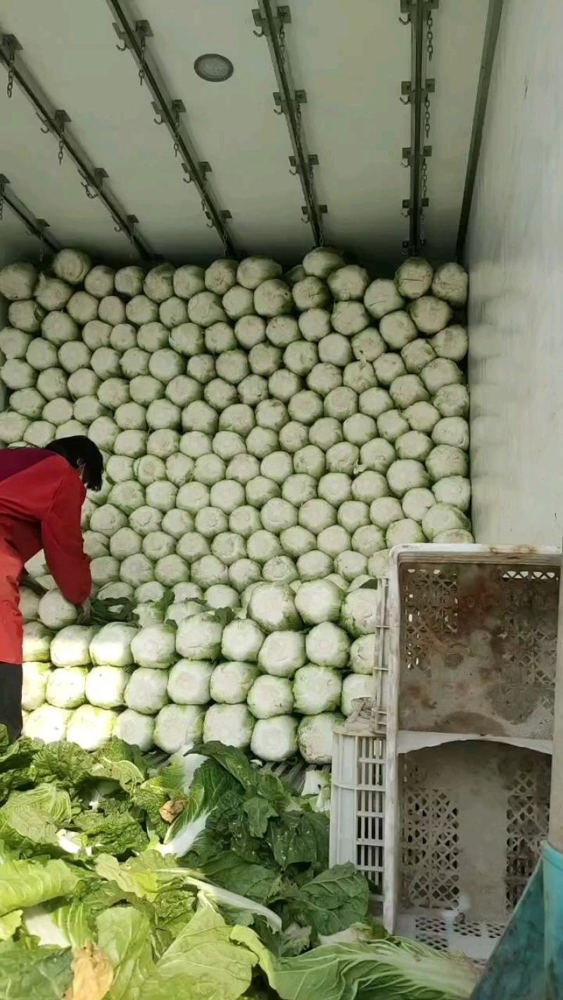 黄心白菜白菜心黄嫩货源充足新鲜现货产地直发