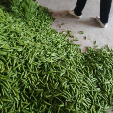 豌豆角盛产基地，诚信代发，欢迎全国各地老板，合作共赢，