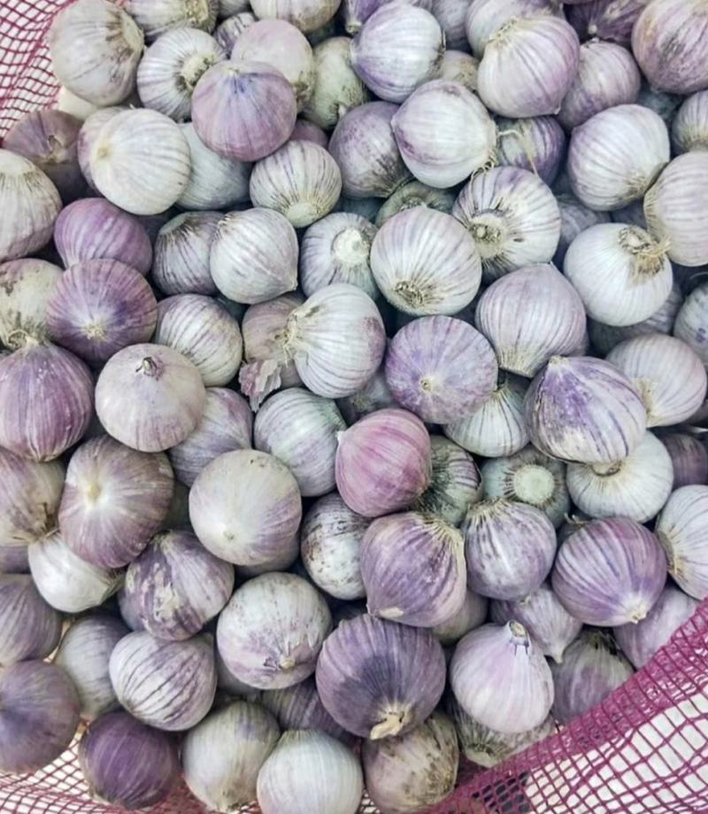 锦州黑山县瓣蒜独头蒜6月起陆续上市，寻找各地货商诚信第一