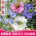 黑种草种子四季播种开花波斯宝石室外庭院易活阳台盆栽花种籽