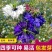 黑种草种子四季播种开花波斯宝石室外庭院易活阳台盆栽花种籽