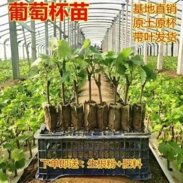 葡萄杯苗，成活率高，原土原盆，带叶发货，包成活包邮