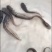 大口鲶鱼苗，广东产地直销，批发各种淡水鱼苗