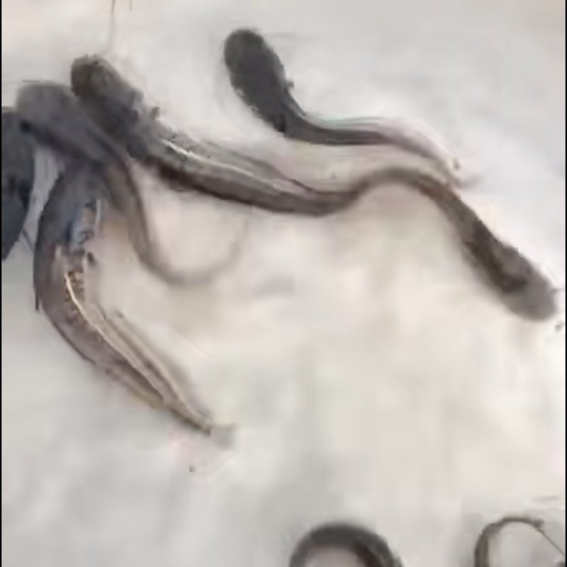 大口鲶鱼苗，广东产地直销，批发各种淡水鱼苗
