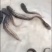 大口鲶鱼苗，广东产地直销，批发各种淡水鱼苗